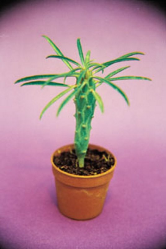 Euphorbia Bubalina.jpg